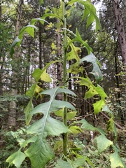 Lactuca biennis
