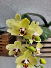 Phalaenopsis