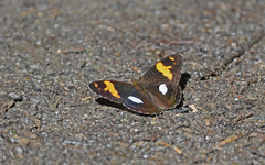 Adelpha justina