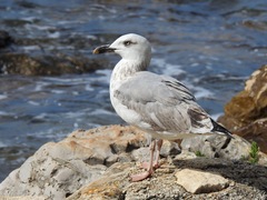 Larus michahellis