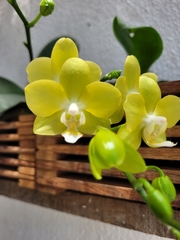 Phalaenopsis