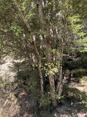 Nothofagus cliffortioides