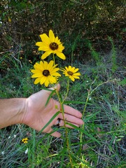 Helianthus angustifolius
