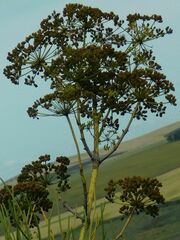 Anginon difforme
