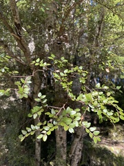 Nothofagus cliffortioides