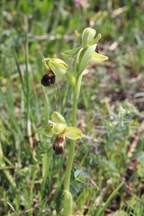 Ophrys vasconica