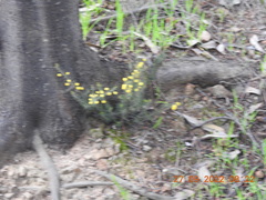 Acacia aculeatissima