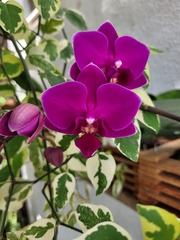 Phalaenopsis
