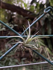 Tillandsia pohliana