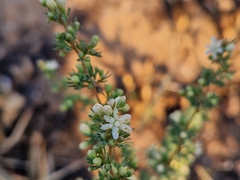 Asparagus suaveolens