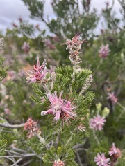 Paranomus bracteolaris