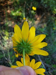 Helianthus angustifolius