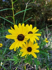 Helianthus angustifolius