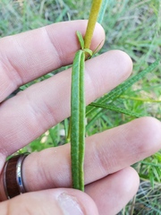 Helianthus angustifolius