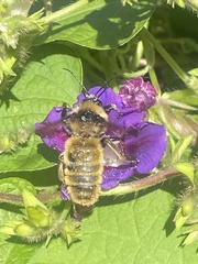 Bombus pensylvanicus