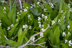 Maianthemum trifolium