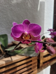 Phalaenopsis