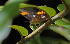 Adelpha justina