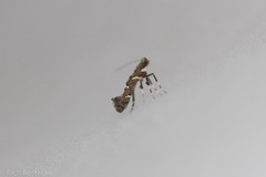 Caloptilia triadicae