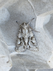 Meganephria bimaculosa