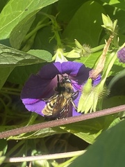 Bombus pensylvanicus