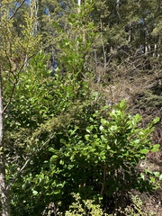Griselinia littoralis