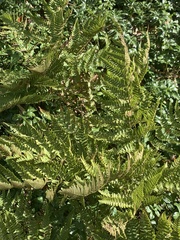 Dryopteris