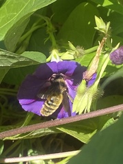 Bombus pensylvanicus