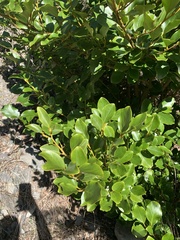 Griselinia littoralis