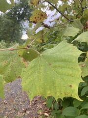 Platanus occidentalis
