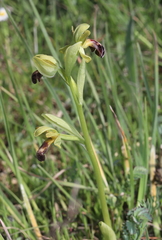 Ophrys vasconica