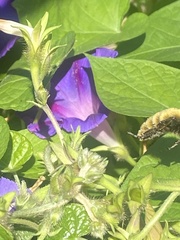 Bombus pensylvanicus