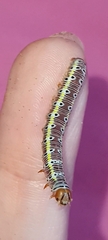 Argyrosticta decumana