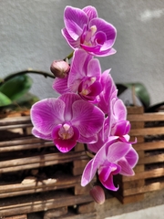 Phalaenopsis