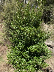 Griselinia littoralis