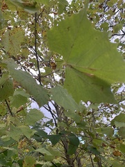 Platanus occidentalis