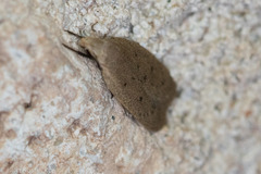 Inga obscuromaculella