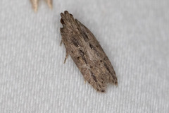 Hypatima