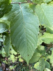 Prunus avium