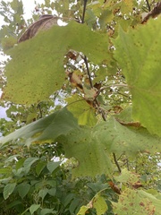 Platanus occidentalis