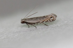 Battaristis nigratomella