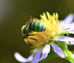 Agapostemon sericeus