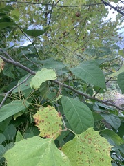 Platanus occidentalis