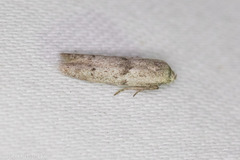 Hypatopa punctiferella