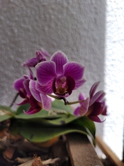 Phalaenopsis