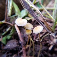 Mycena crocea