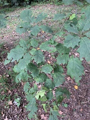 Quercus rubra