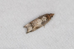 Epinotia