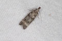 Dichomeris inversella