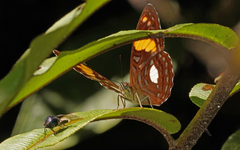 Adelpha justina